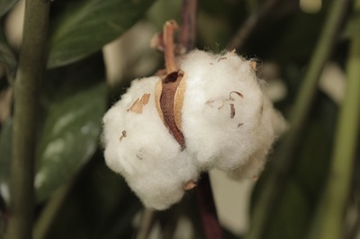 Cotton is often used in athletic shoes.