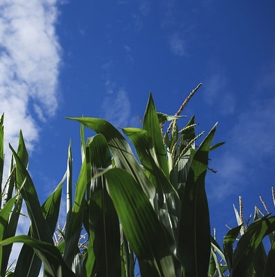 Reebok is developing an athletic shoe made with corn.